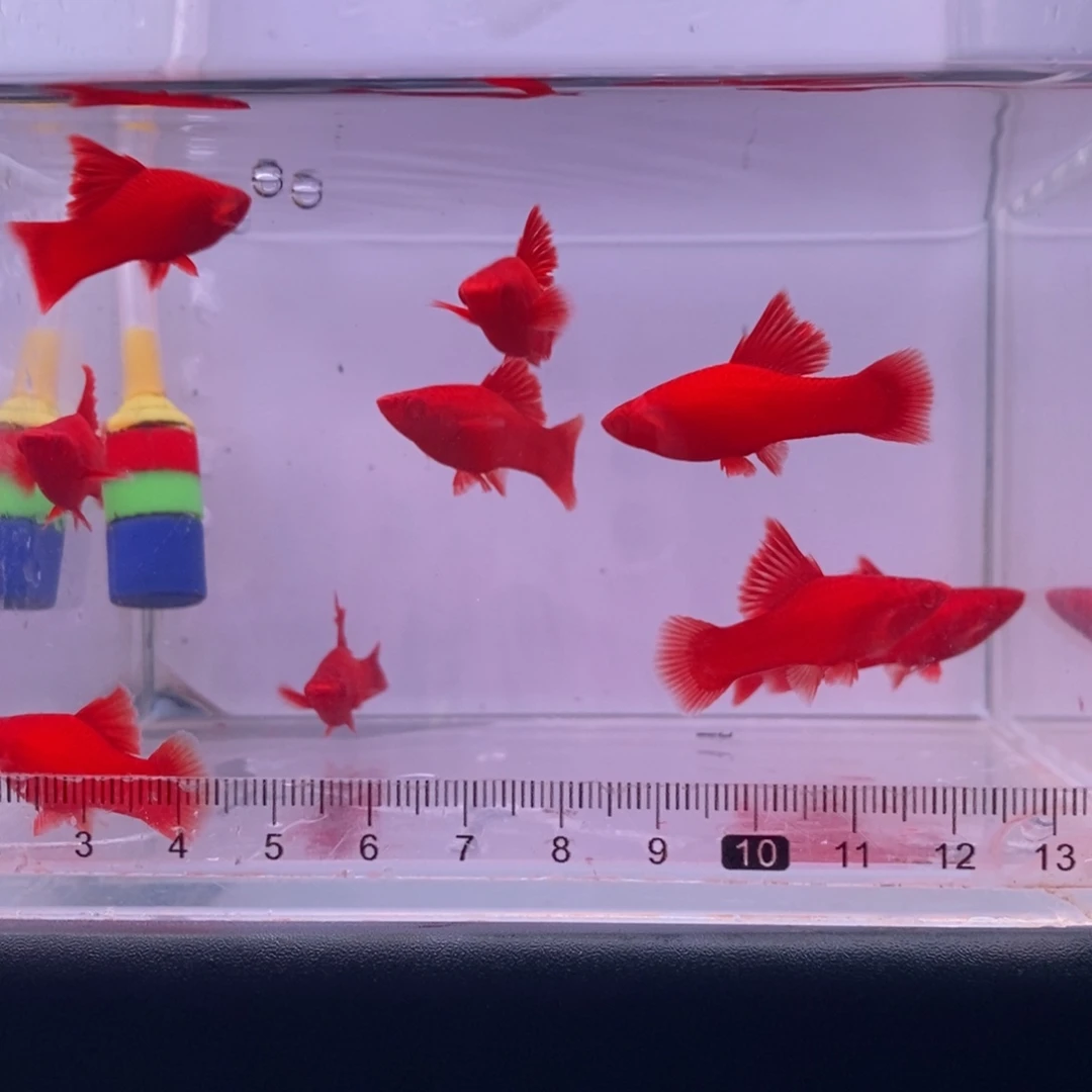 红剑鱼高鳍红剑鱼苗10条