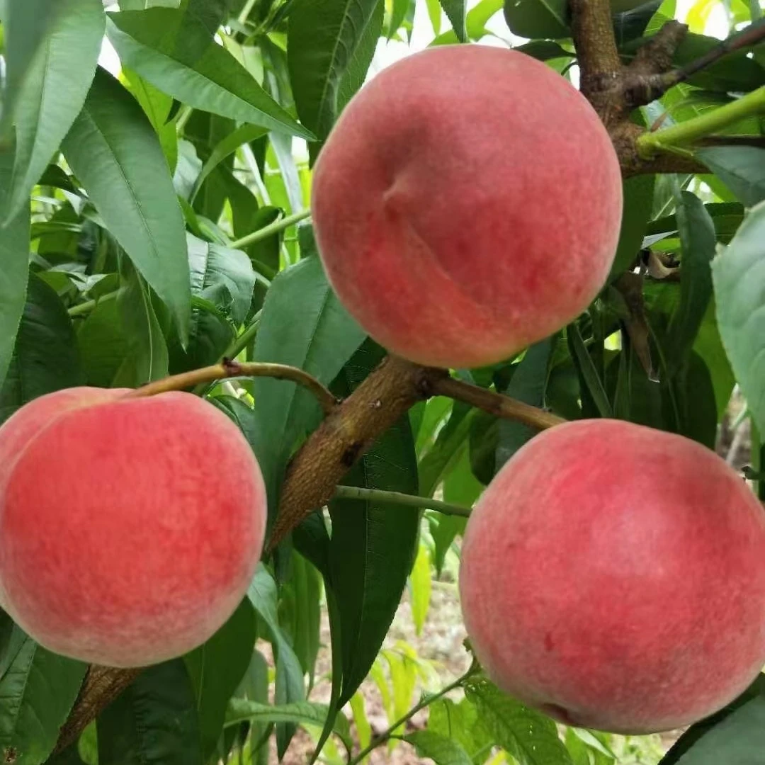 【北京平谷】水蜜桃 甜糯多汁 口感脆爽 优质果园 1-5斤装当季新鲜水果桃子北京市