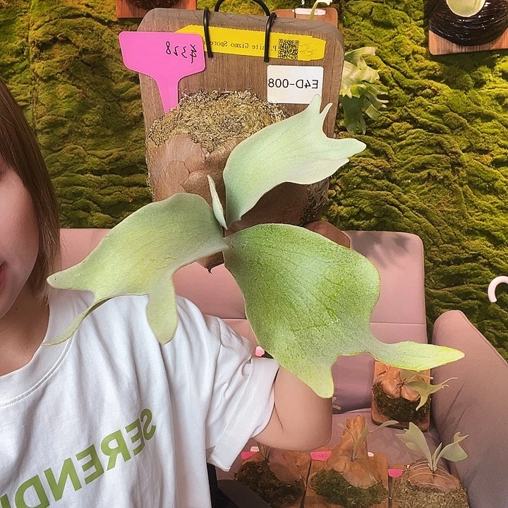 不开花植物台中 白色小玩意