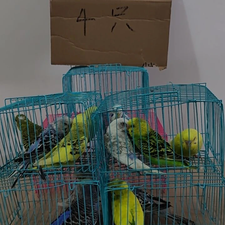 虎皮鹦鹉虎皮鹦鹉鹦鹉2只