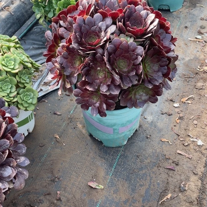 22赤焰莲多肉植物多肉