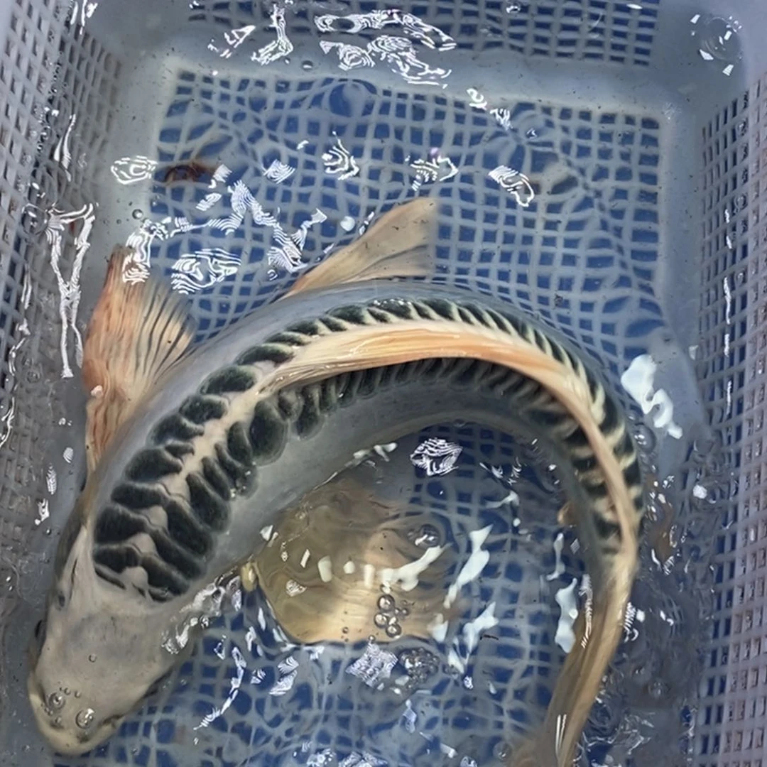 锦鲤冷水锦鲤包邮