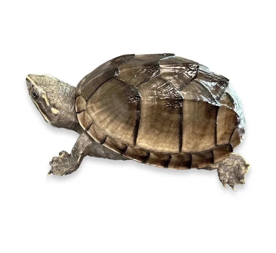 麝香剃刀乌龟宠物龟活体直播间挑选 包活到家. 、