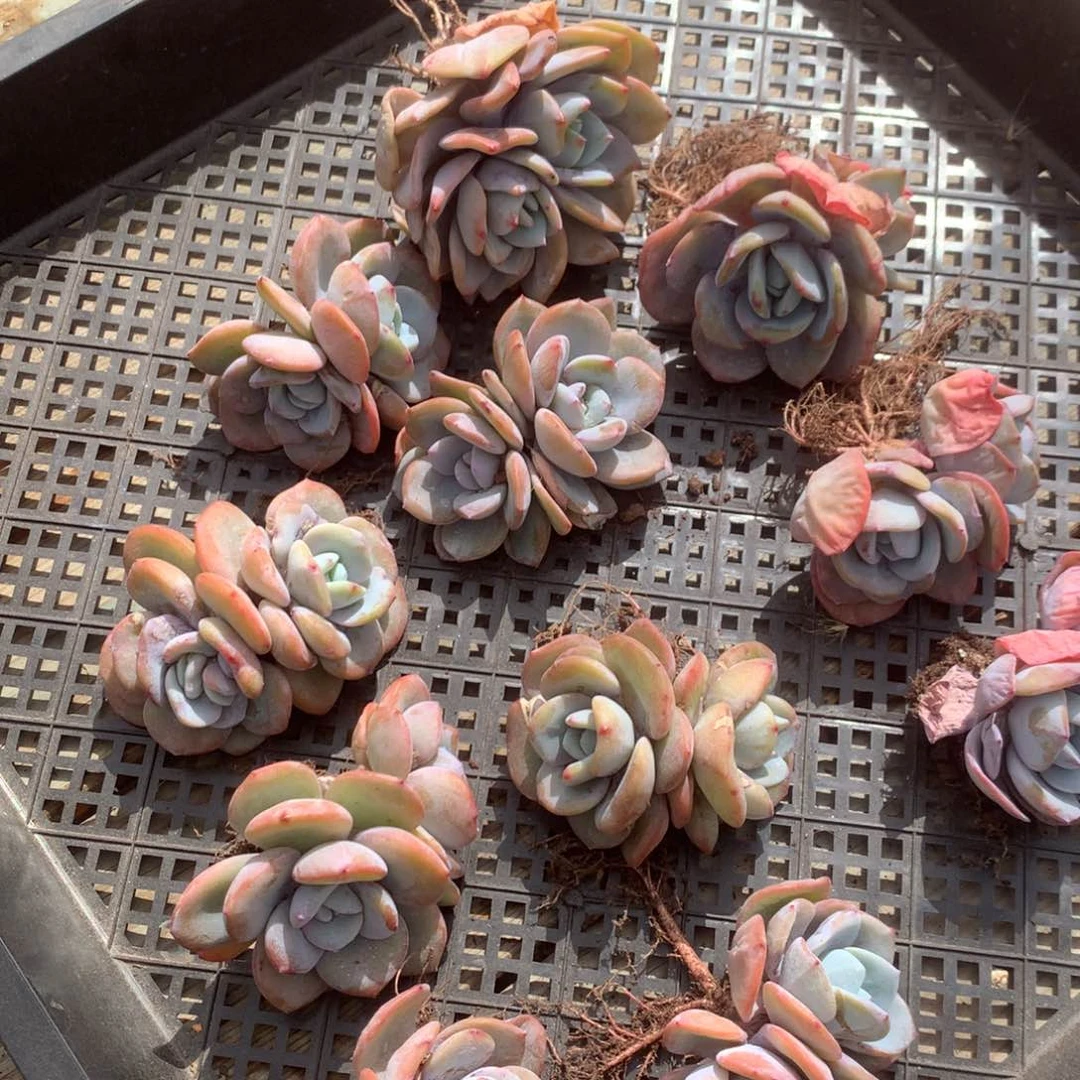 双头奶茶，随机 售后范围：签收起7天内