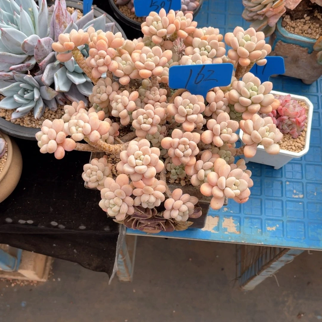 果*鲜162洛可可多肉植物