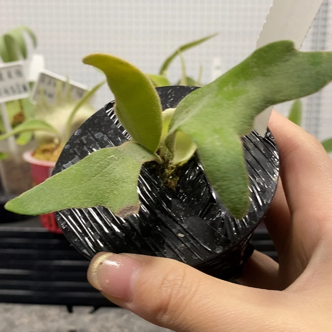 无花朵迈阿密塔苏塔