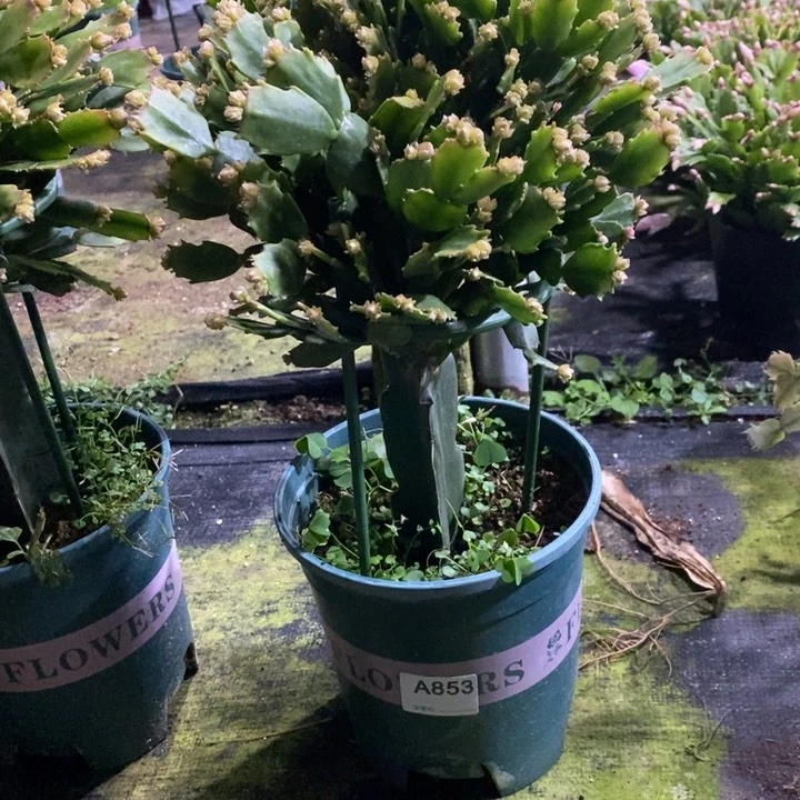 当前无花栽培后可以开花甜**?853嫁接028