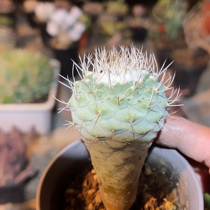 满38包邮2天凑单，脱土晾根发货多肉植物实生菊水