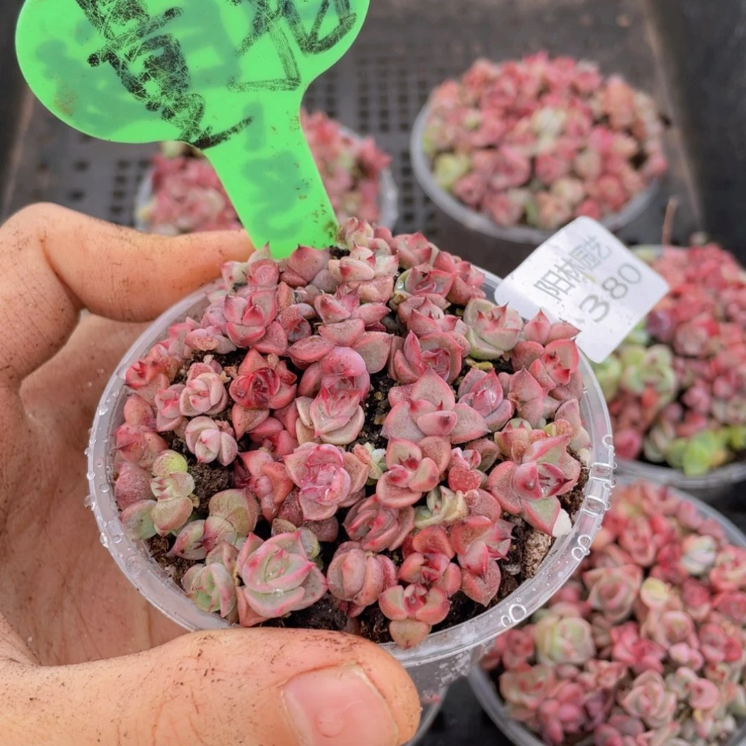 量拍多肉植物多肉植物380