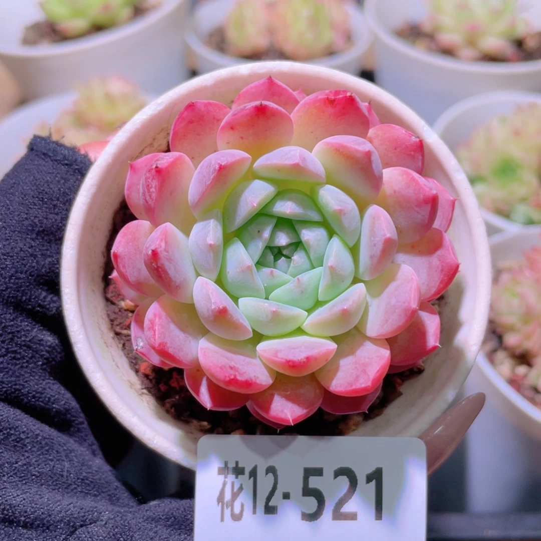 花利美12-521新品