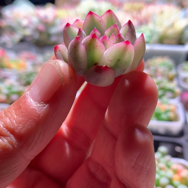 荷花白覆轮锦砍头