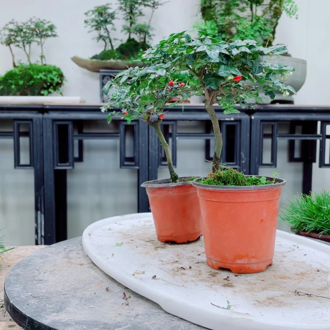 无铅玻璃铁线蕨铁线蕨铁线蕨