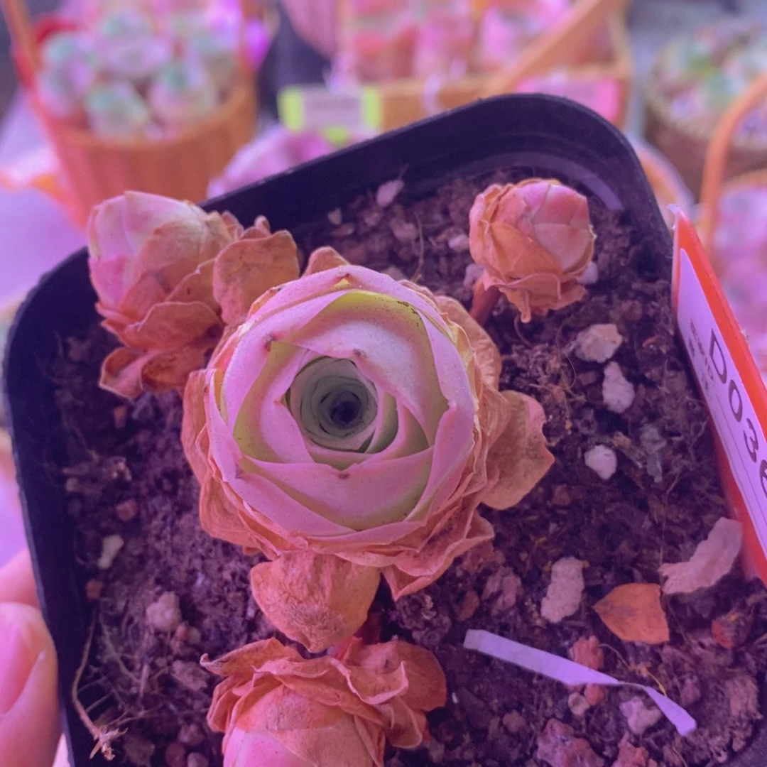 D036山地玫瑰 脱土裸根发货