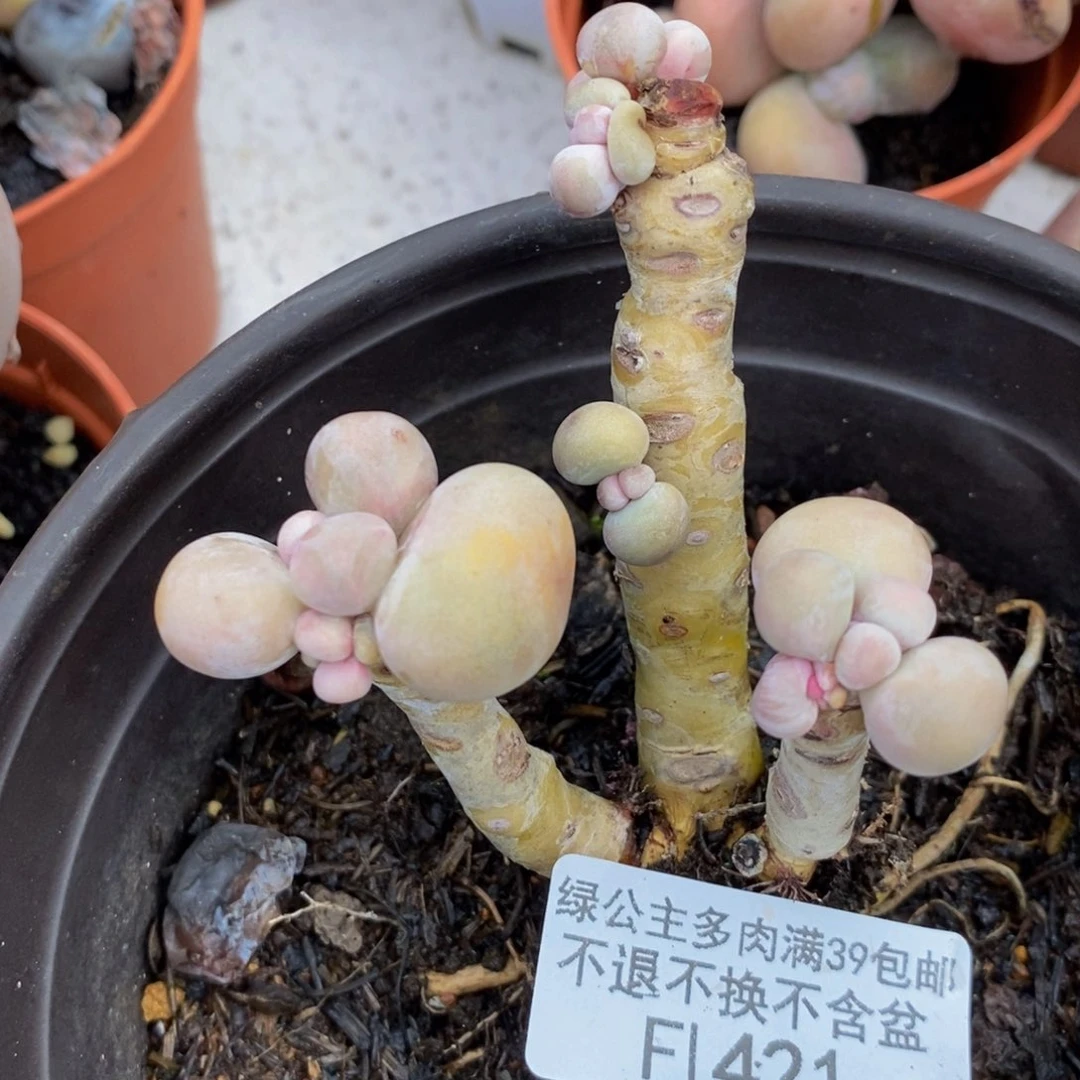 芭比奶酪421/7cm有砍