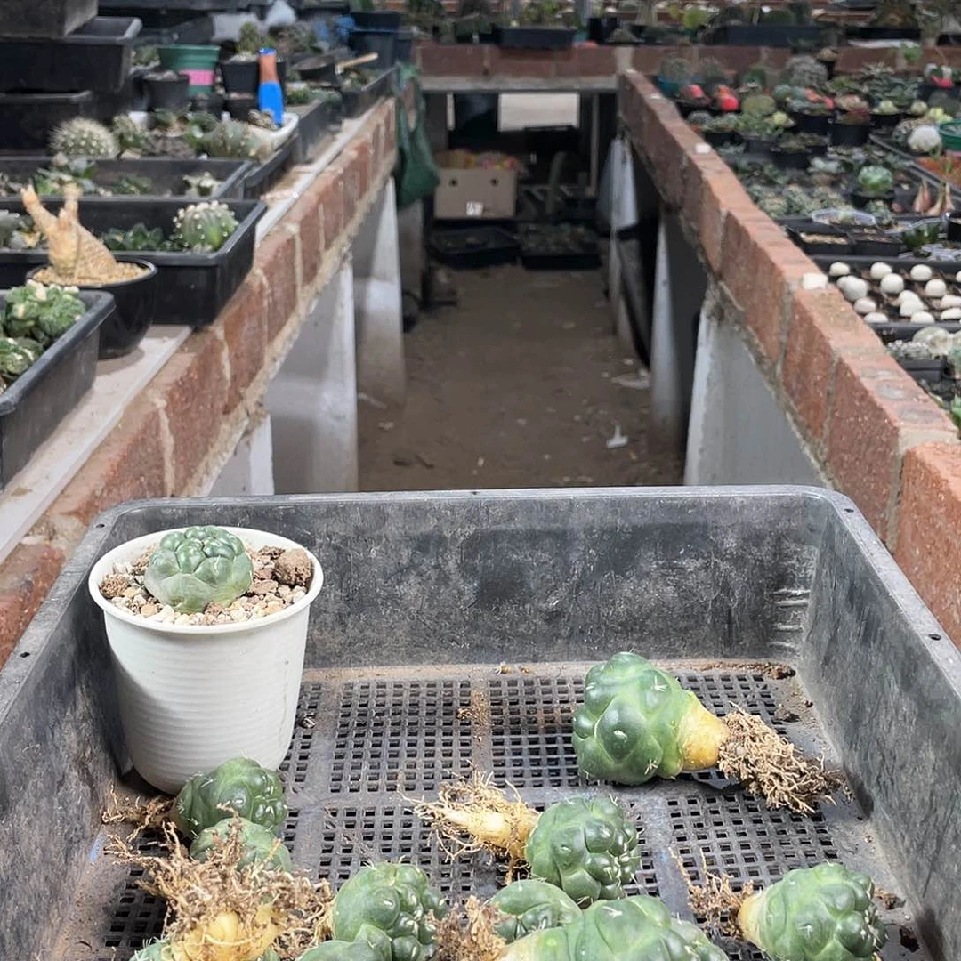 悦**?自根帝王丸1颗