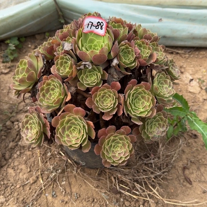 17-88荷兰地理不包售后