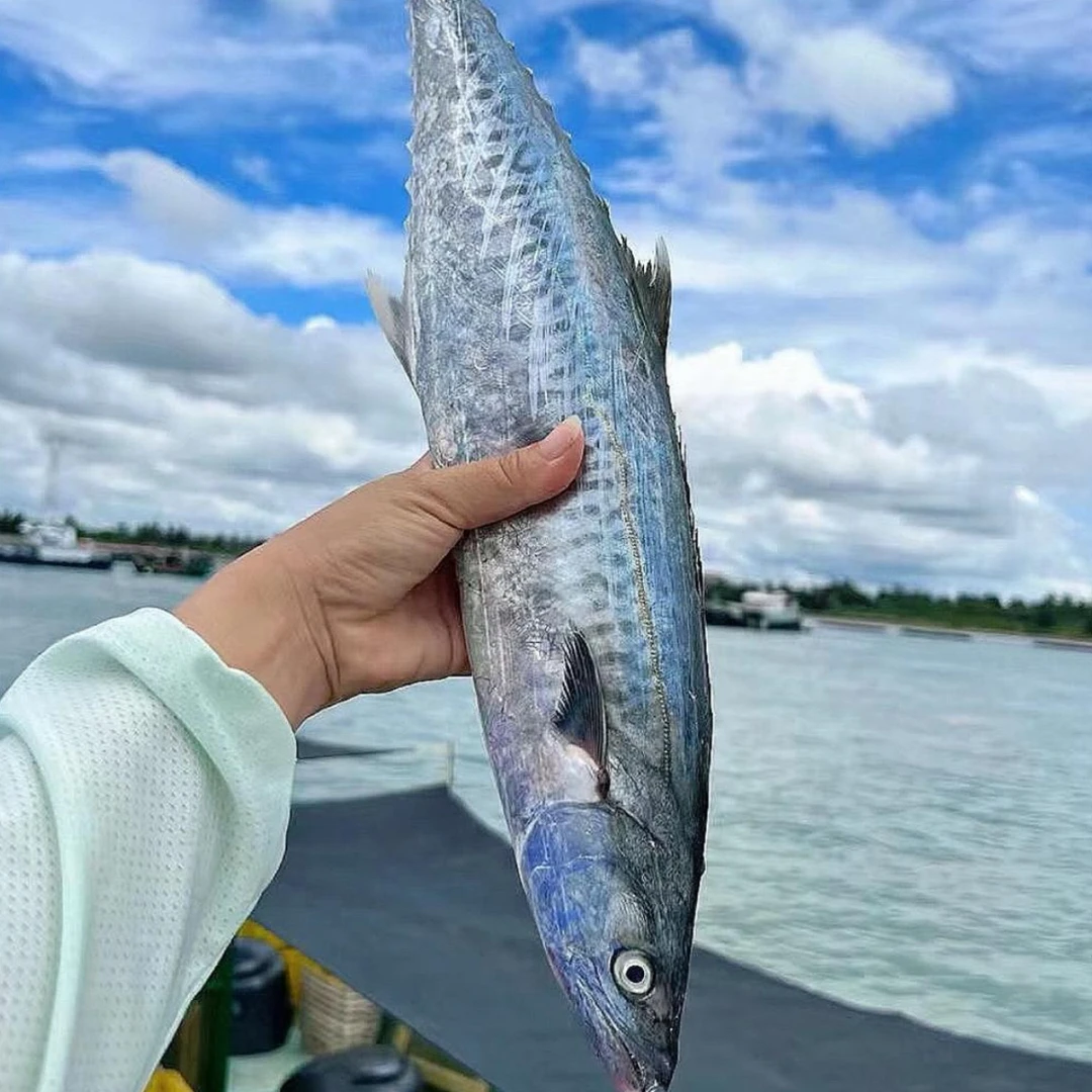 顺丰包邮渤海新鲜速冻海捕鲐鲅鱼深海冷水鱼海鲜