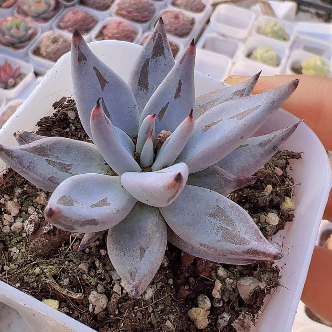 魔爪19包邮多肉植物