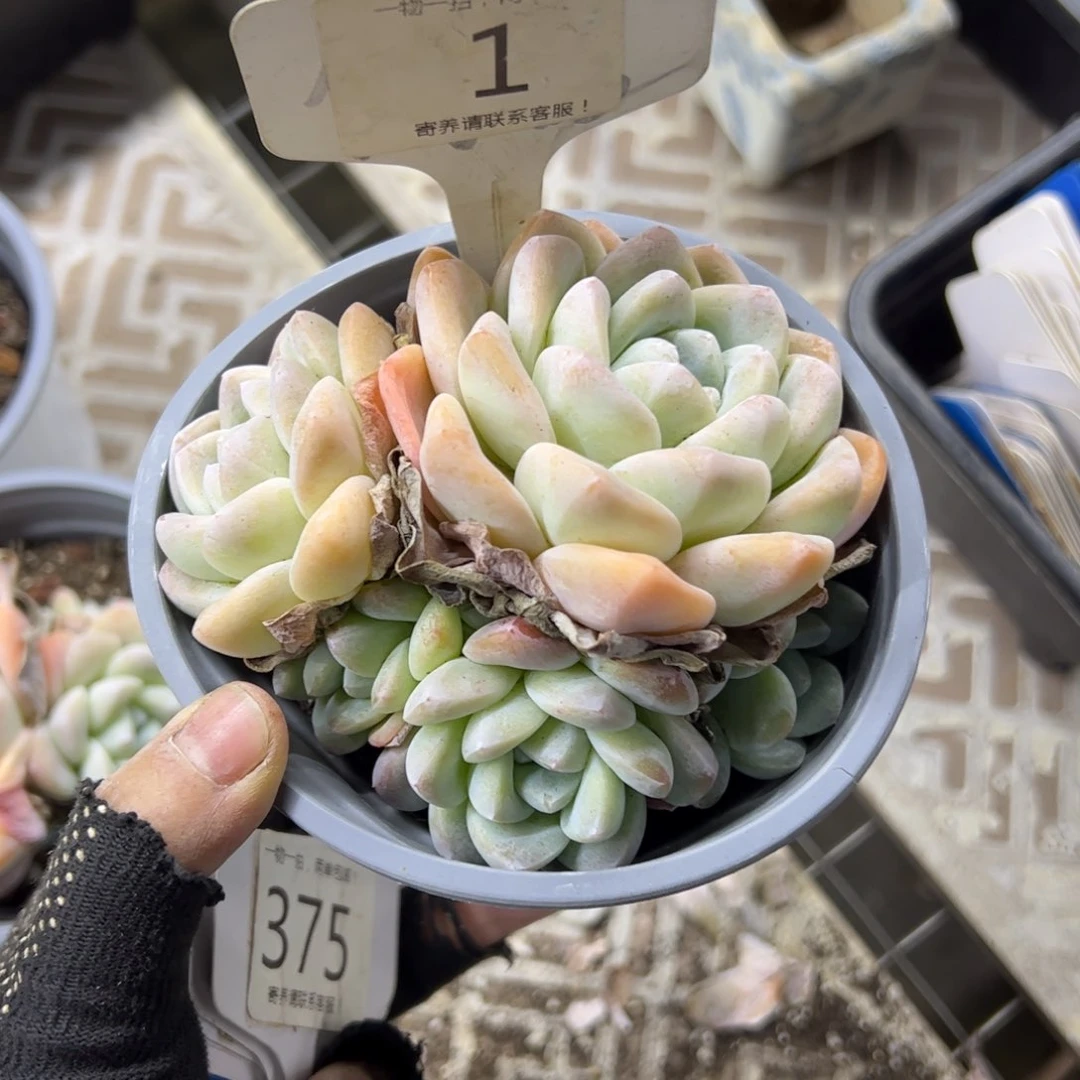 红陶?****?1号多肉植物