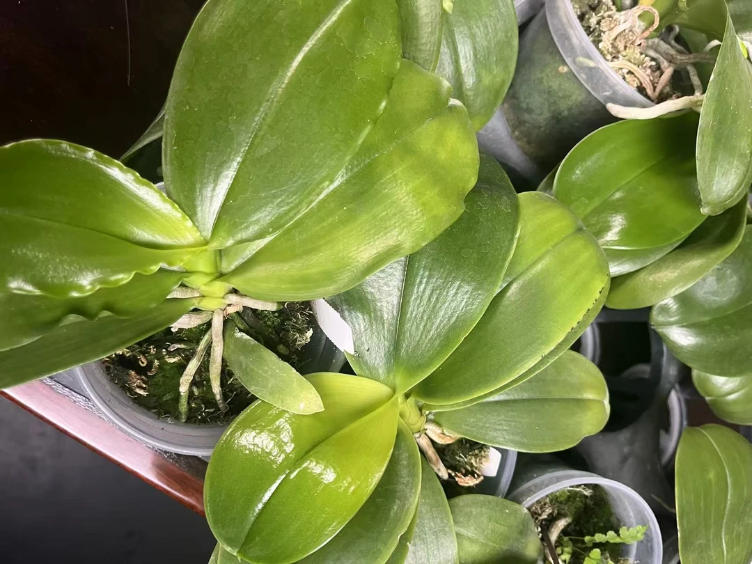 精选盲盒 3寸 苗株 无花牌 鲜花绿植 叶片有瑕疵 少根 随机发货