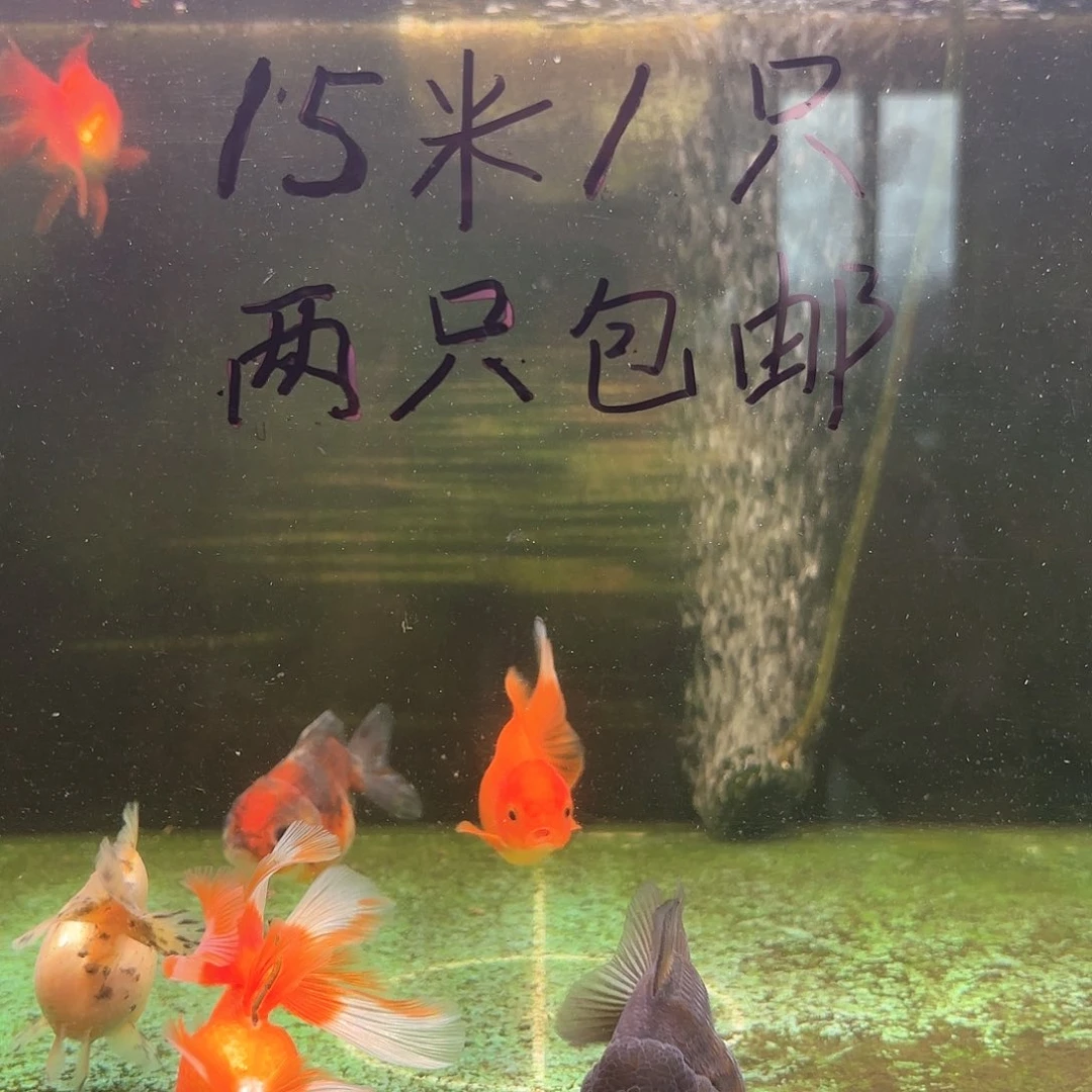 金鱼泰狮短尾狮冷水鱼观赏鱼