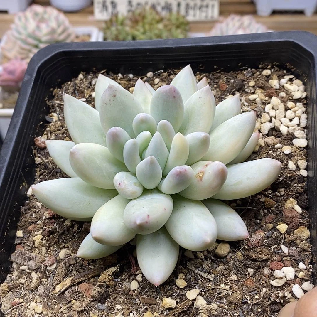 04154 大所罗门覆轮锦 需延时发货