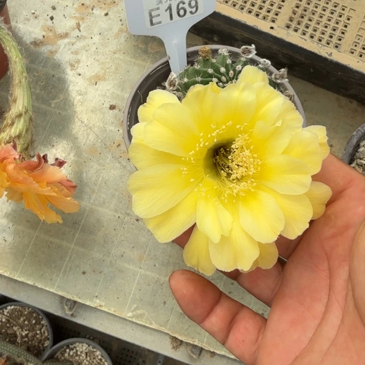 娇媚群特价福利E169