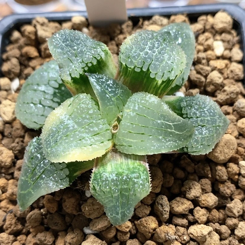 【闪购商品】103天空之镜锦