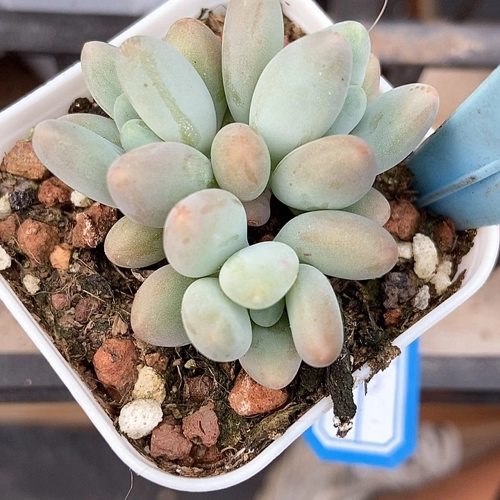 多肉植物企鹅519