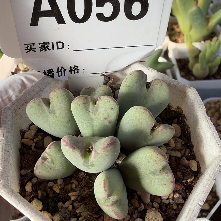 056。多肉植物和植物等植物