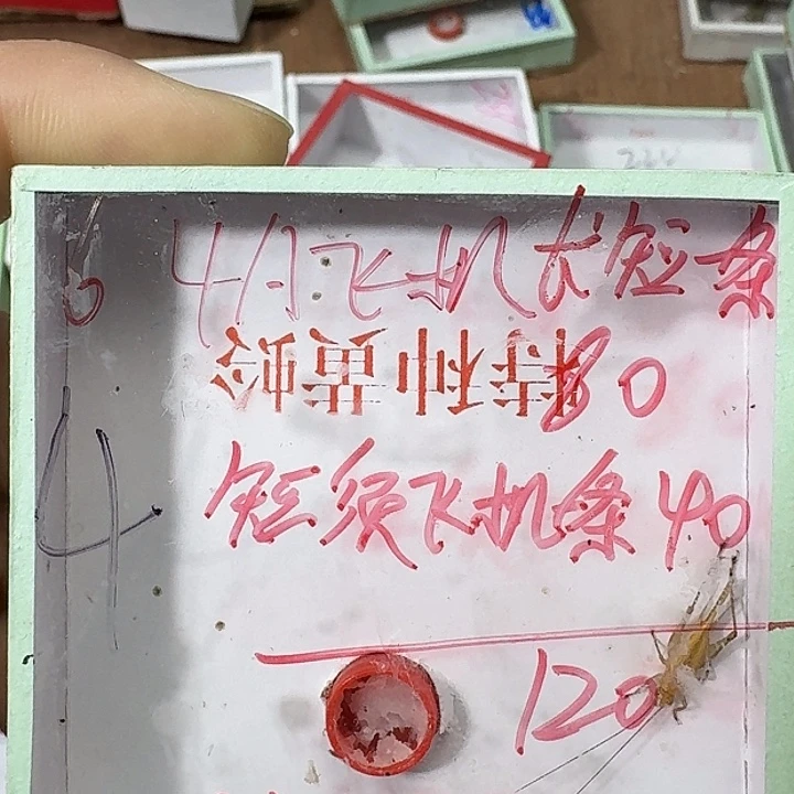 老***张蟋蟀22222222222222222