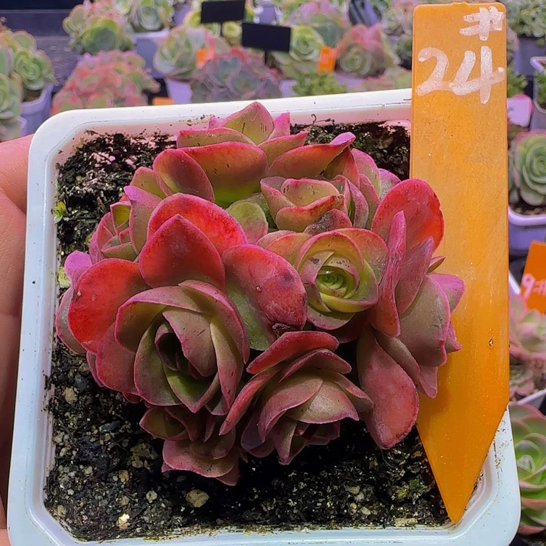 开播福利 非偏远包邮玻璃心慎拍