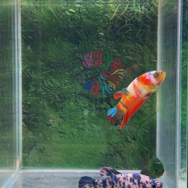 红海倒吊鱼就要努力学习生活