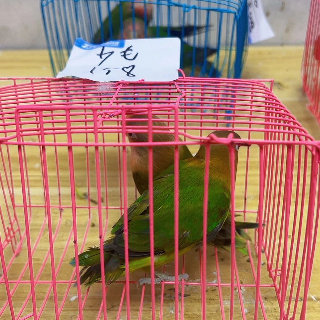 桃脸牡丹鹦鹉少毛两只