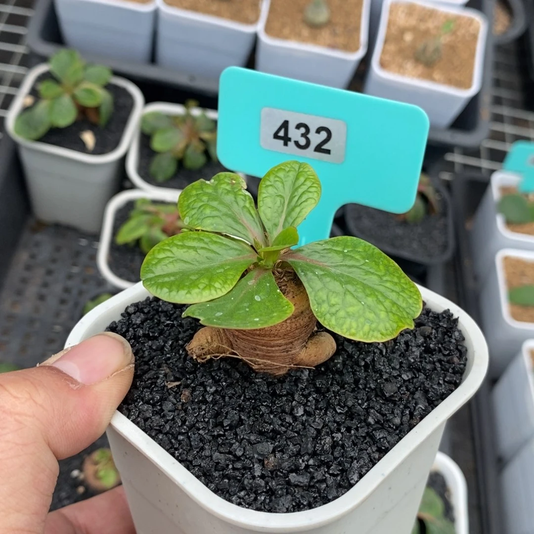 鬼笑大戟多肉植物