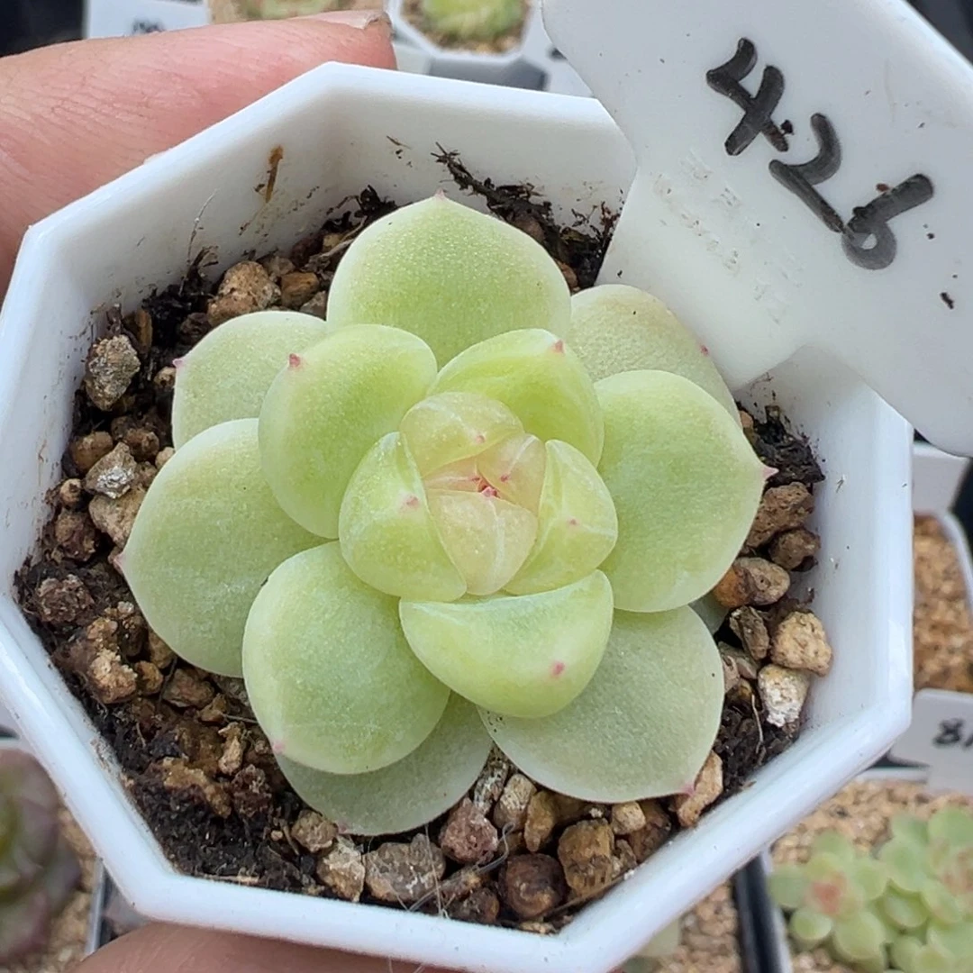 426号财富密码暮暮