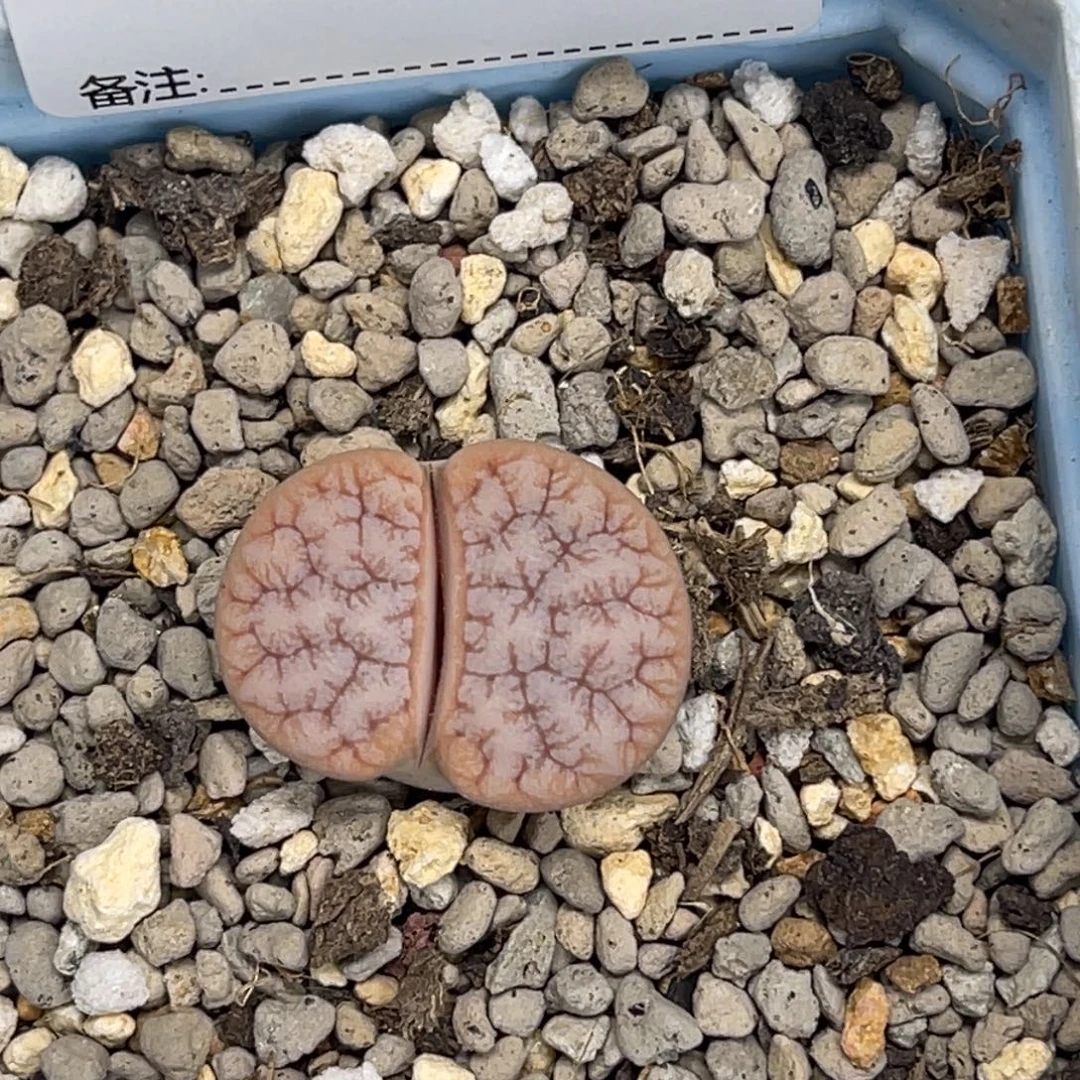 晴***娃0279荒玉1专拍的一