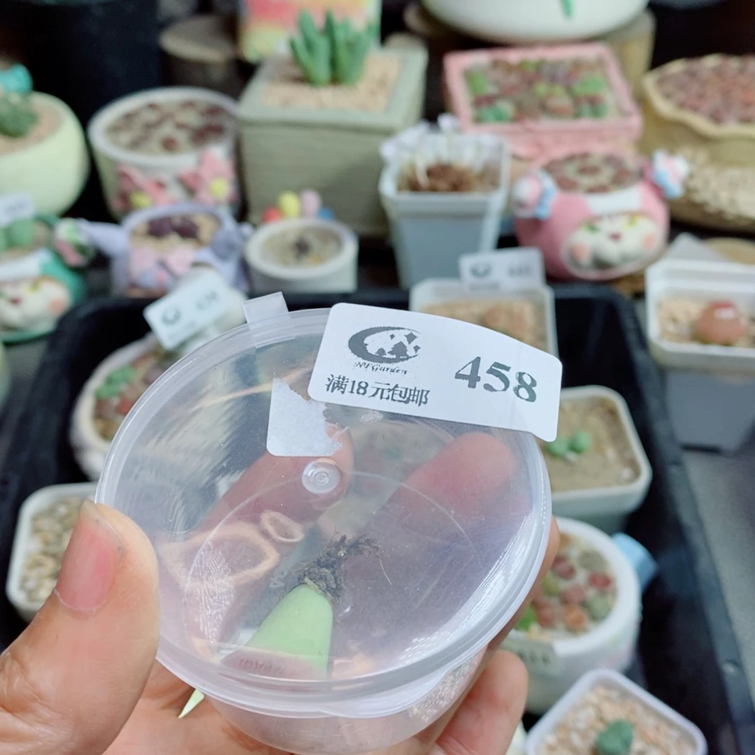暖***O生石花花花花花花花花458