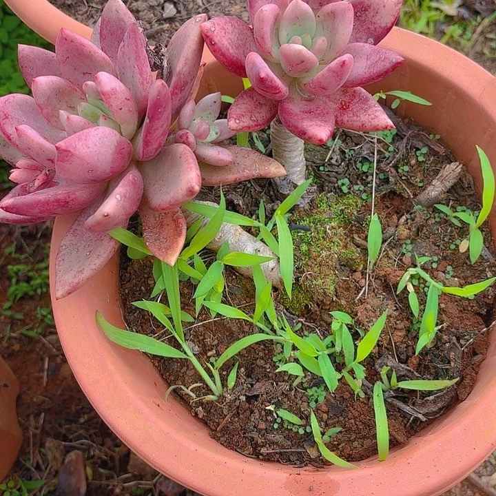 多肉植物。。。。。。。。。。。。。。。。。。