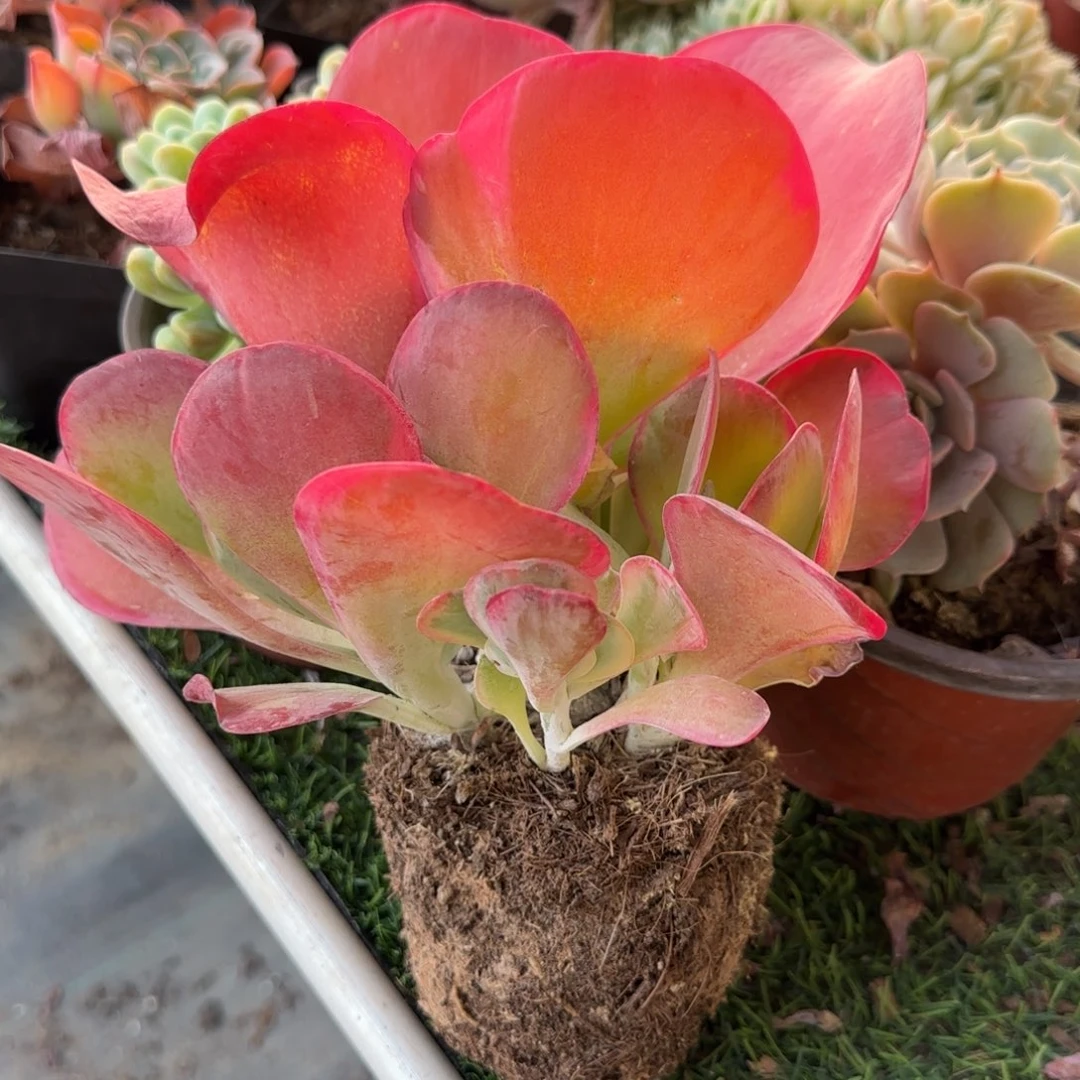 无花朵唐印小群生