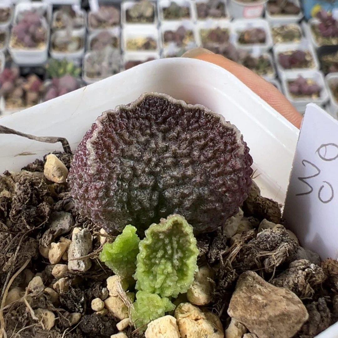深色系颗粒款实生新品