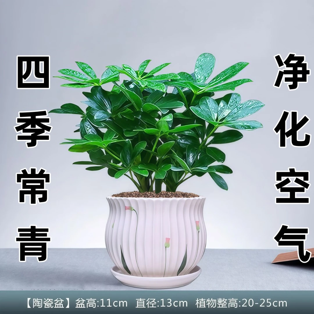 八方来财鲜活室内好养发财水培小盆栽招财树精选植株客厅阳台新品