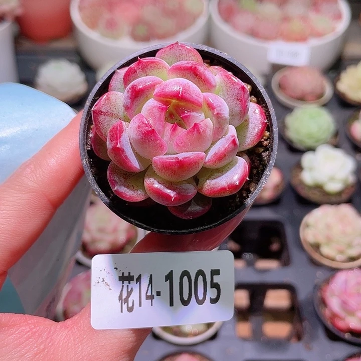 花利美14-1005新品
