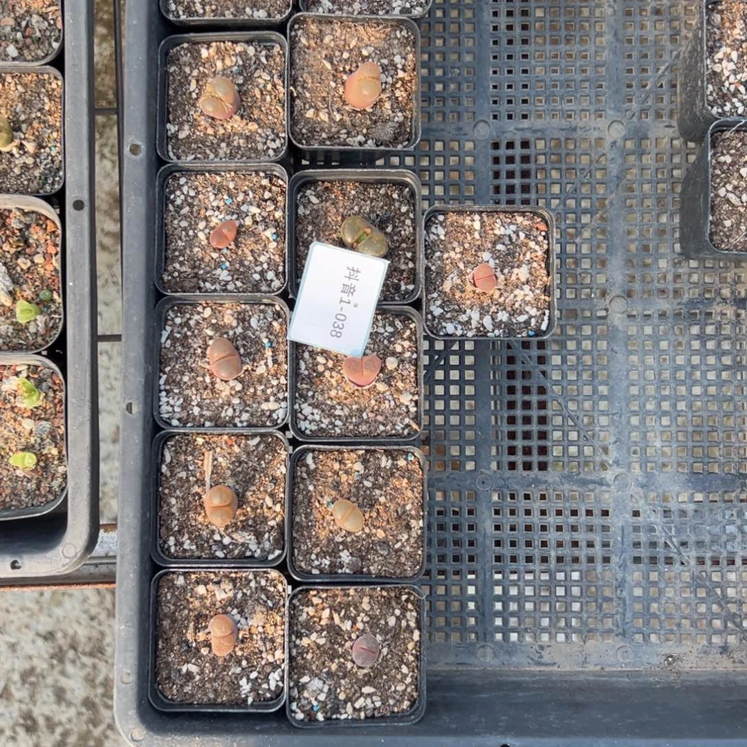 ****儿1-38肉锥多肉植物