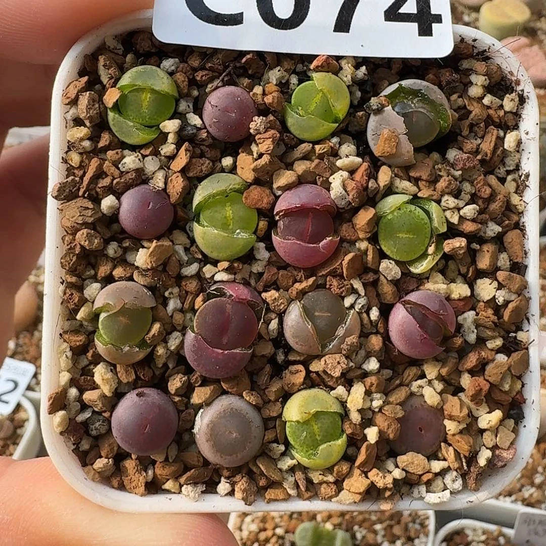 C074高端全窗紫熏彩套含全窗酒红回交版