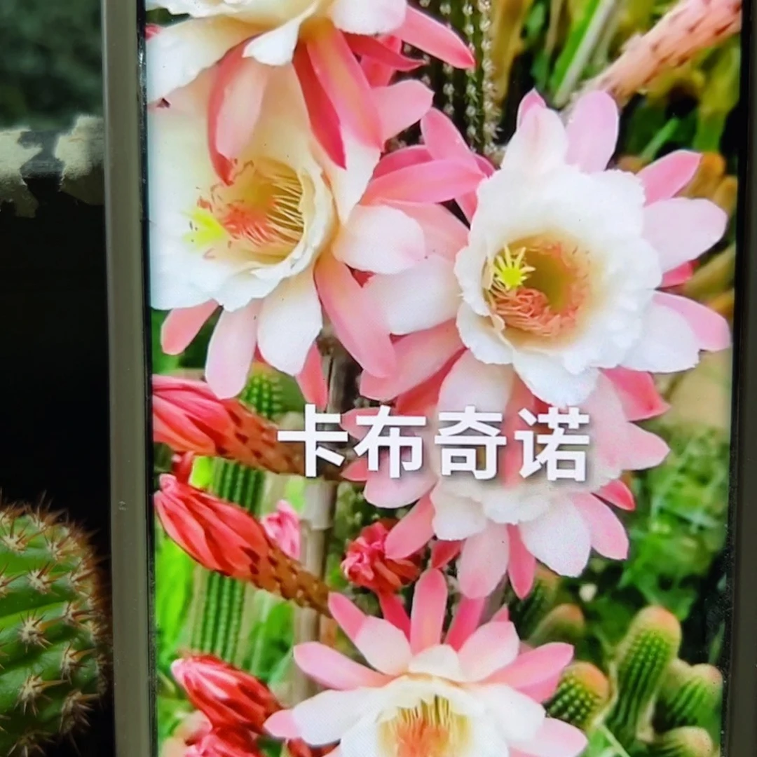 下79金妞卡布奇诺歪无根侧芽6公分左右20包邮