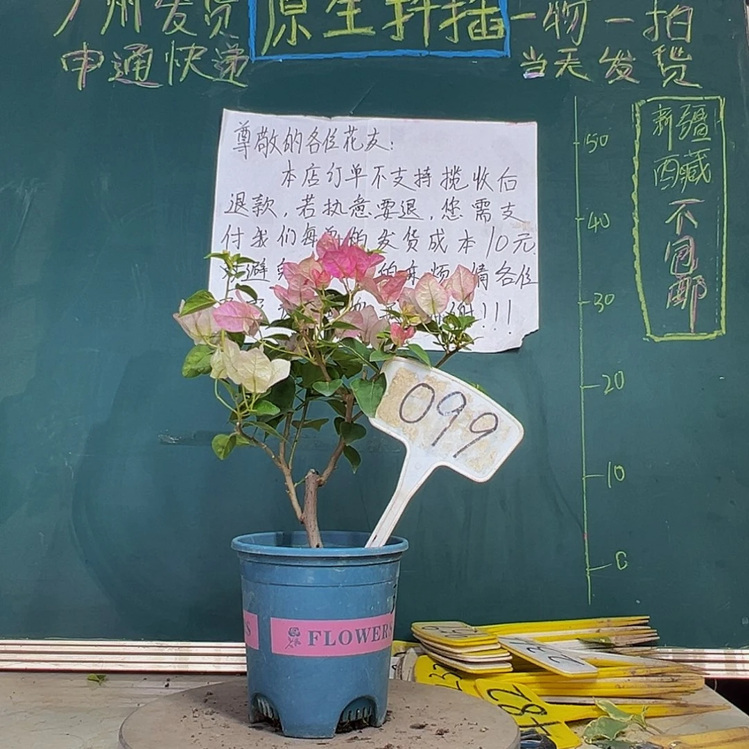 当前无花栽培后可以开花暗斑五宝099