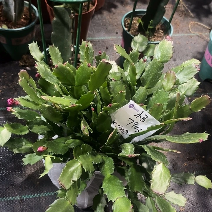 小***驹当前无花栽培后可以开花