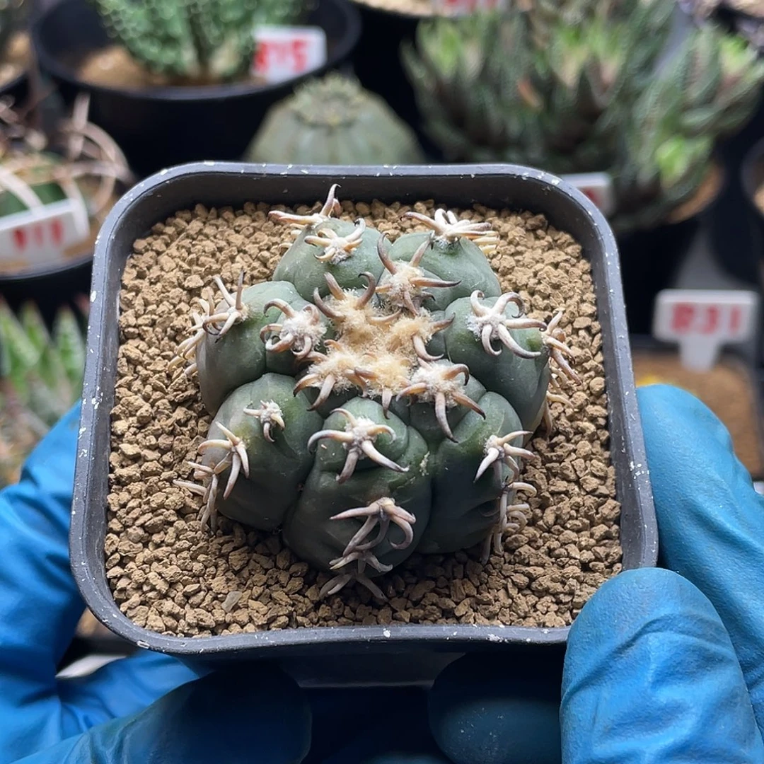 猫爪圆盘玉仙人球