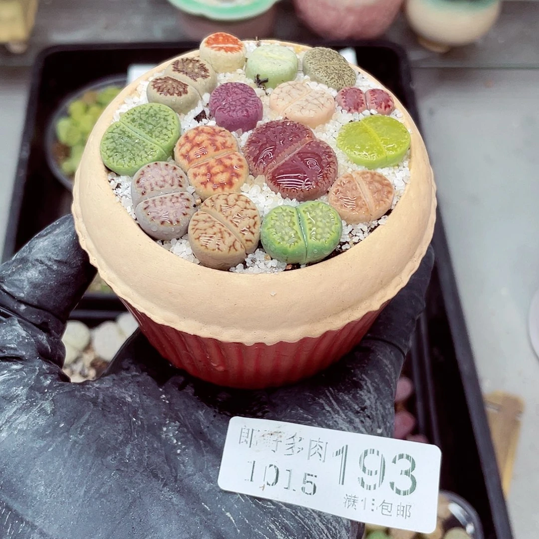 生石花满18包邮1015-193